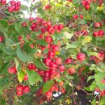 Trinity&Hm10.07.06_2280