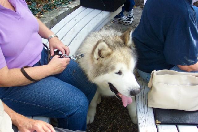 Lucky - The Singing Samoyed