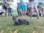 Watching Out For Those Pesky Canines