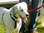 2013 Pet Blessing-1030123.jpg