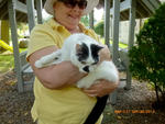 2013 Pet Blessing-1030131.jpg