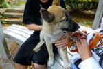 2013 Pet Blessing-1030176.jpg