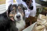 2013 Pet Blessing-1030182.jpg
