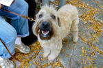 2013 Pet Blessing-1030183.jpg