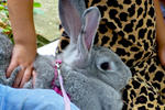 2013 Pet Blessing-1030186.jpg