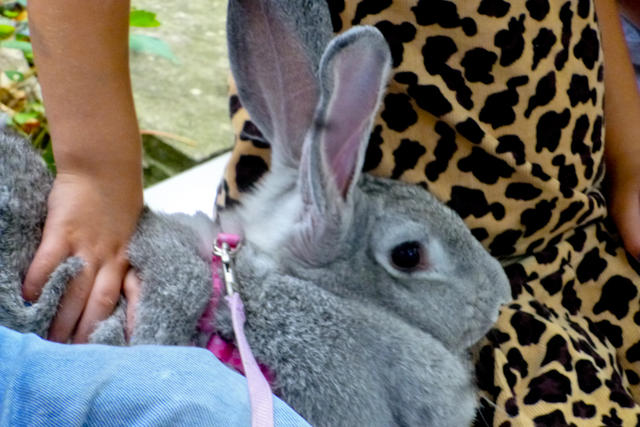 2013 Pet Blessing-1030186.jpg