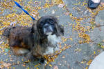 2013 Pet Blessing-1030272.jpg