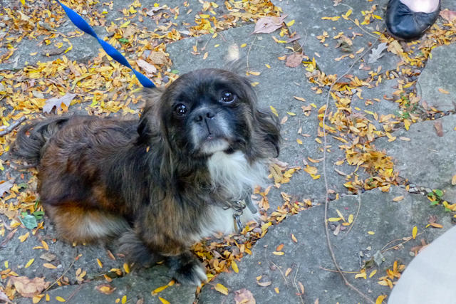 2013 Pet Blessing-1030272.jpg